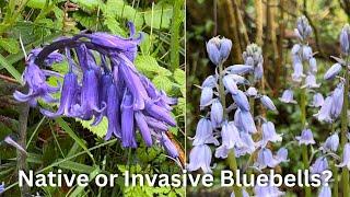 Native or Invasive Bluebells? How to tell the difference