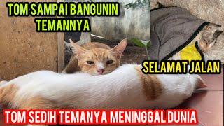 BERDUKA 2 KUCING CATS LOVERS TV MENINGGAL DUNIA..!