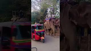 #morning view #elephant #crocodile #national Animal #national zoo#nature #song #viralvideo #newsong