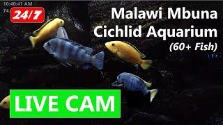 24/7 Live HD Aquarium Show Tank - The Cichlid Show