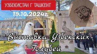 Выставка Узбекских Голубей,г Ташкент, 19.10.2024г #uzbekistan #güvercinlerim #Pigeons