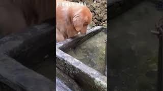 A Golden Retriever used its mouth to gently hold a fish