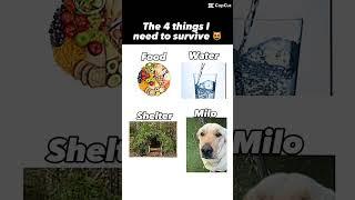 The 4 things I need to survive