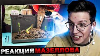 МАЗЕЛЛОВ СМОТРИТ SlivkiShow - БОЛОТО В АКВАРИУМЕ ИЗ БУДУЩЕГО - ДЕНЬ 1 | РЕАКЦИЯ МАЗЕЛОВ СЛИВКИ ШОУ