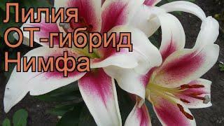 Лилия от-гибрид Нимфа (lilium ot-hybrid nymph)  лилия Нимфа обзор: как сажать луковицы лилии Нимфа