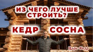 КЕДР или СОСНА? Из чего лучше построить дом или баню?