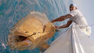 Monster Goliath Groupers with NFL Linebacker Sam Barrington - 4K