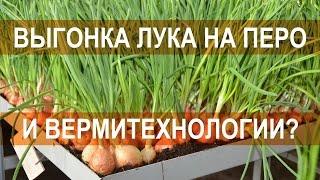 Выгонка лука на перо и вермитехнологии несовместимы - агроном-вермитехнолог Погорелов В.Г.