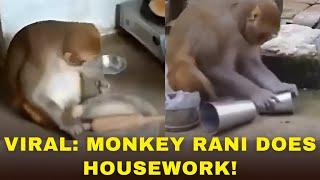 Monkey Name Rani Goes Viral for Doing Household Chores! | Making Rotis | Wash Dishes | Raebareli, UP