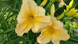 Лилейник Бали Хай . Hemerocallis Baley Hay .