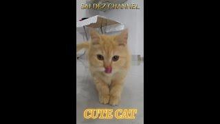 Funniest Cat Videos  - Best Funny Animal Videos | Don't try to hold back Laughter  #catlover