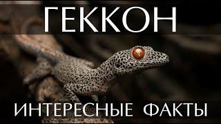 Геккон - интересные факты