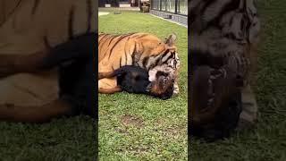 Tigers Friendship with Dog  | Nouman Hassan | #tiger #lion