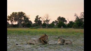 Footage From the Field: Tracking lions in Botswana