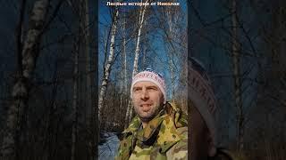 В лес пешком | Конец февраля 2025, а снегу уже почти нет.. | ч2