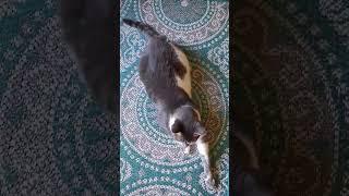 one smol meow #cat #meow