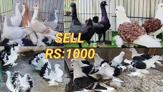 Top 10 Fancy Pigeon  | Fancy Pigeon Price |  Pigeon Price | Fancy Pigeon Market Price