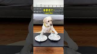 狗子：老登，你把我的烤鸭藏哪去了？Dog: Where did you hide my roast duck? #搞笑汪驾到#萌寵#寵物#搞笑#拉布拉多 #doglover #Labrador