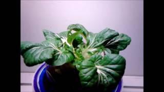 Can You Kratky It? Kitchen Bak Choi Update