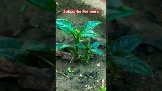 Jackfruit Plant From Seed Easy Grow #jackfruit #plant #seed