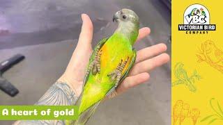 Amazing Senegal Parrot | Victorian Bird Co