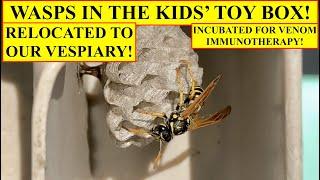 WASPS IN THE TOY BOX! HOW TO RELOCATE WASP NESTS SAFELY AND SUCCESSFULLY - BEST PRACTICES EXPLAINED!