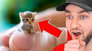 World’s *HARDEST* Try Not To Say AWW Challenge!