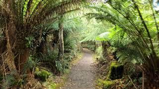 Walking in Tarra Bulga National Park , Balook, Victoria, Australia [4K] [3D Sound]