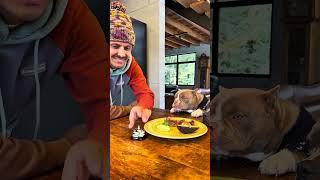 Bife Ancho com Abacate   para meus American Bullys