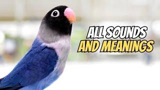 All Lovebird Sounds and Their Meanings: A Complete Guide