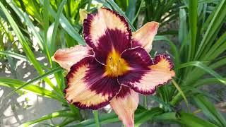 Лилейник Гэвин Петит . Hemerocallis Gavin Petit .