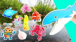 Kids Learn | Sea Animal Names at the Pond: Crab Blue Shark Spider Crab Blob Fish