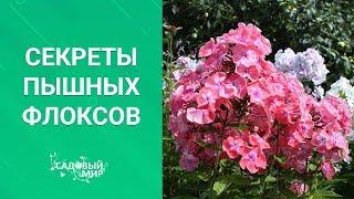 Секреты пышных флоксов