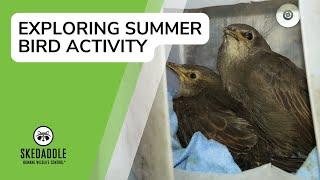 Exploring Summer Bird Activity With Skedaddle Humane Wildlife Control
