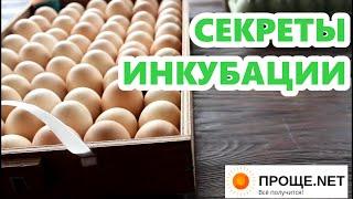 Подготовка яиц к закладке. Старт инкубации. Блиц Норма.