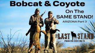 Bobcat & Coyote On Same Stand! Predators Of Arizona Part 3 - The Last Stand S7:E3