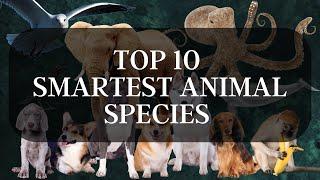 HIGH IQ and GENIUS animals that will AMAZE you
