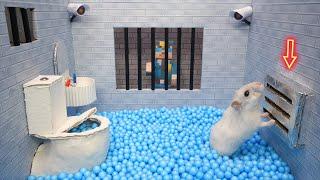 Best of Hamster Adventures Prison Maze Live Stream for pets in real life