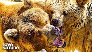 Bears: The Supreme Predators | Wild Hunters 105