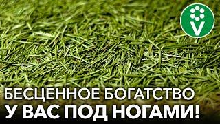 4 СПОСОБА ИСПОЛЬЗОВАНИЯ ХВОИ В САДУ И ОГОРОДЕ: спасет от холодов, засухи, болезней и вредителей