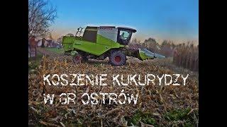 Kukurydza w Gr Ostrów =Claas Avero 240+conspeed 4,75 NH T6+Przeładowcza