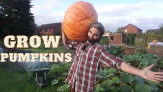 How to grow Pumpkins | Growing | Harvest | Curing | Storing