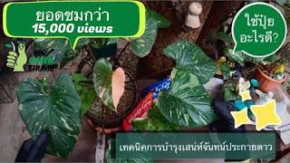 เทคนิคการบำรุงเสน่ห์จันทน์ประกายดาว ปุ๋ย+เครื่องปลูก  Homalomena Variegated