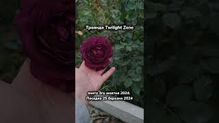 Троянда Twilight Zone