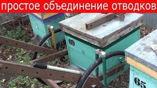 Объединение пчелосемей осенью. Соединение слабых отводков пчел