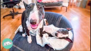 Anxious Bull Terrier Gets A Sister. Now The House Is Upside Down  | Cuddle Buddies