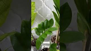 Замиокулькас акебоно. Поставка 28.07 #zamioculcas #akebono #variegata #замиокулькас #акебоно #вар