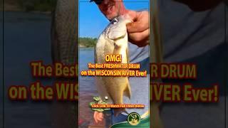 OMG! The Best FRESHWATER DRUM, WISCONSIN RIVER Ever! #freshwaterdrum #fishing #shorts