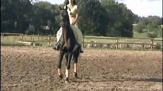 Krach dressage to music.wmv