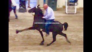 Walking Horse Trainer BOYZ Warming Up At TN Walking Horse Celebration - Friday, Sep. 2, 2022.